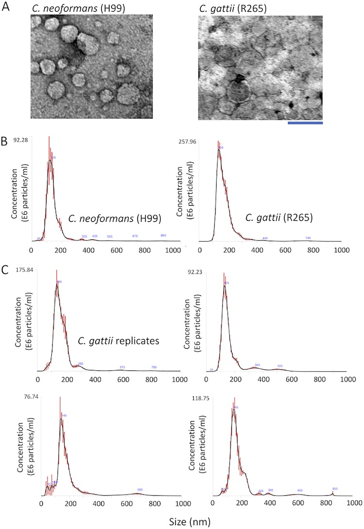 FIG 1