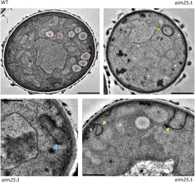 FIG 6