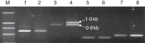 Fig. 10.