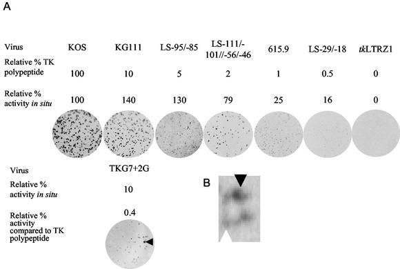 FIG. 2.