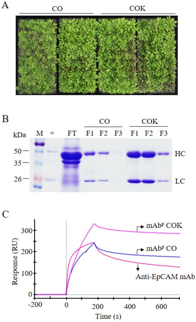 Fig 7