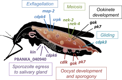 Figure 6