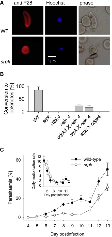 Figure 4