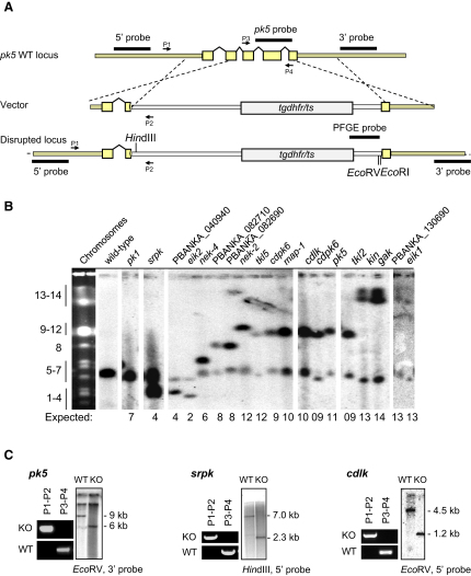 Figure 2