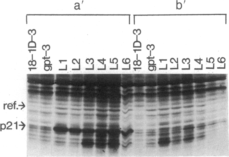 graphic file with name pnas00266-0202-b.jpg