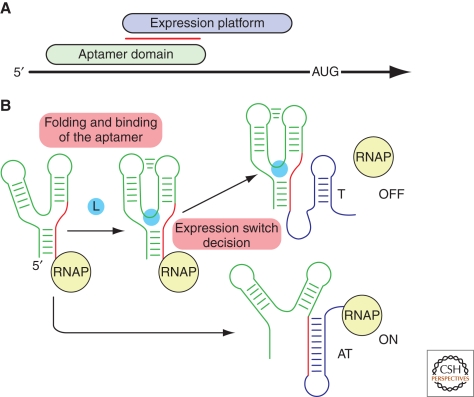 Riboswitches: Structures and Mechanisms - PMC