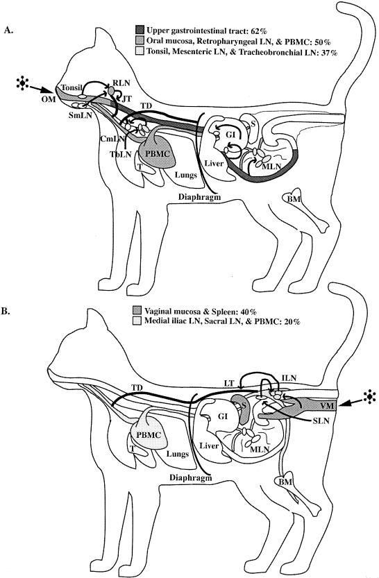 FIG. 2.