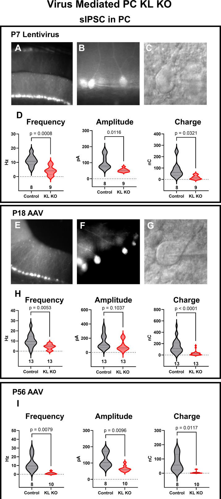 Figure 4—figure supplement 1.