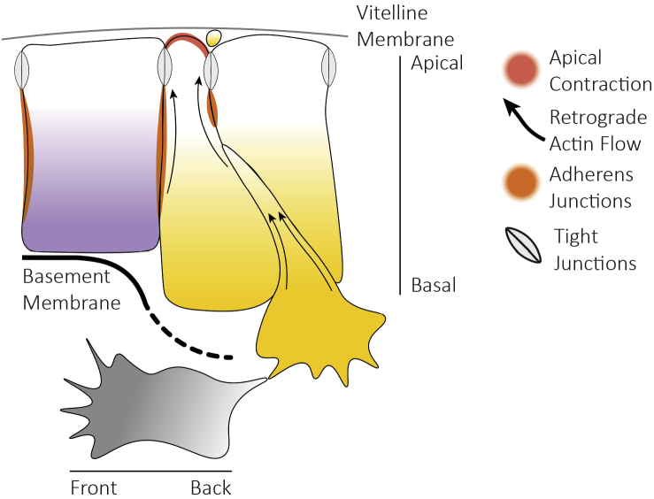 Fig. 4