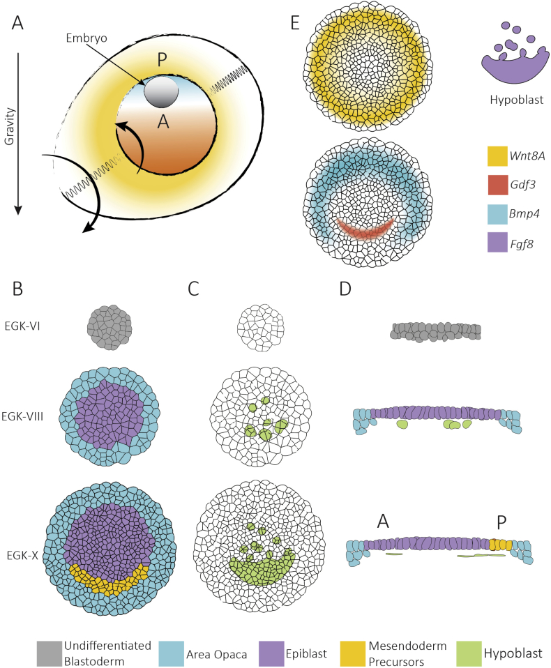 Cellular processes driving gastrulation in the avian embryo - PMC