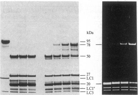 graphic file with name pnas00311-0083-a.jpg