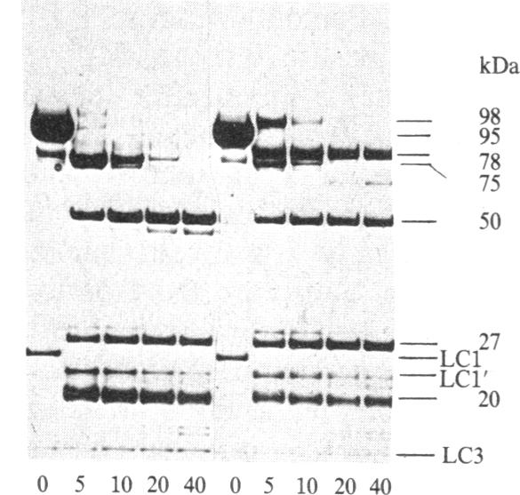 graphic file with name pnas00311-0082-a.jpg