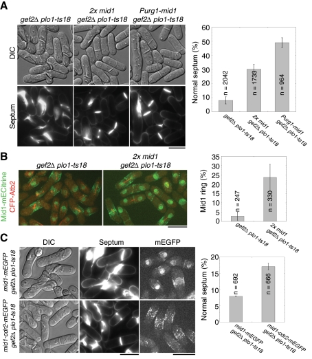 FIGURE 3: