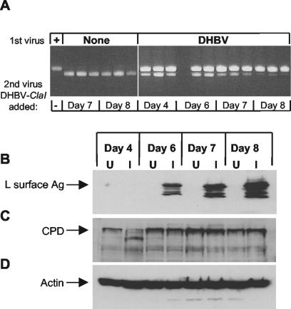 FIG. 7.