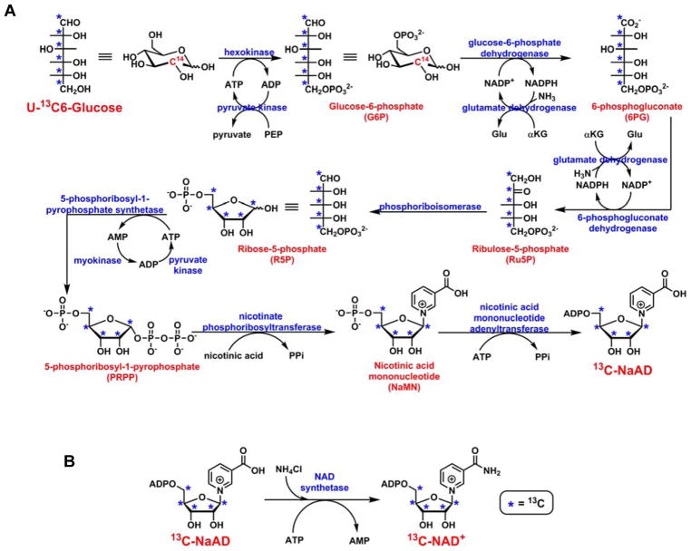 Scheme 2