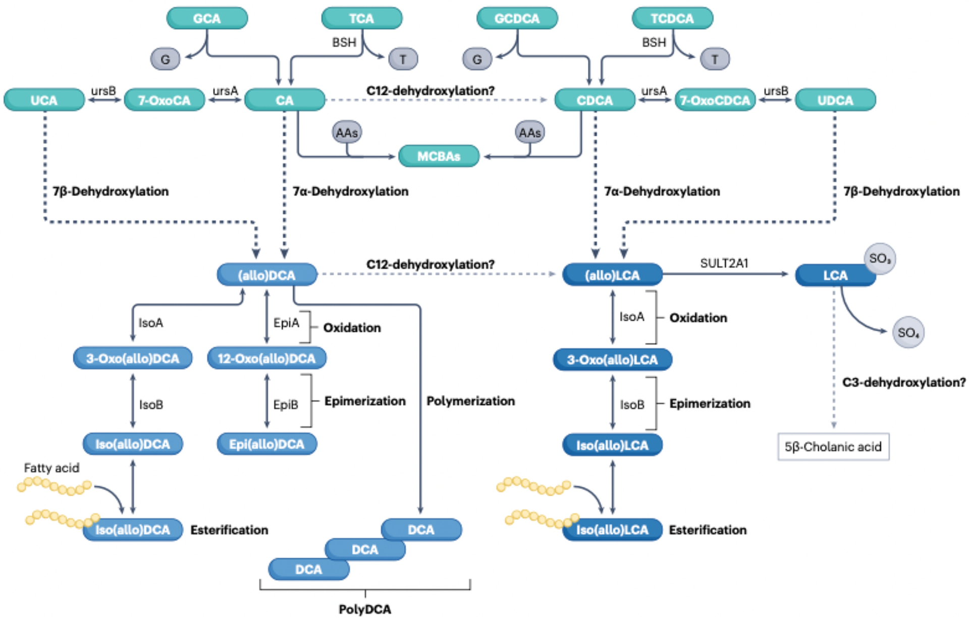 Fig. 4|