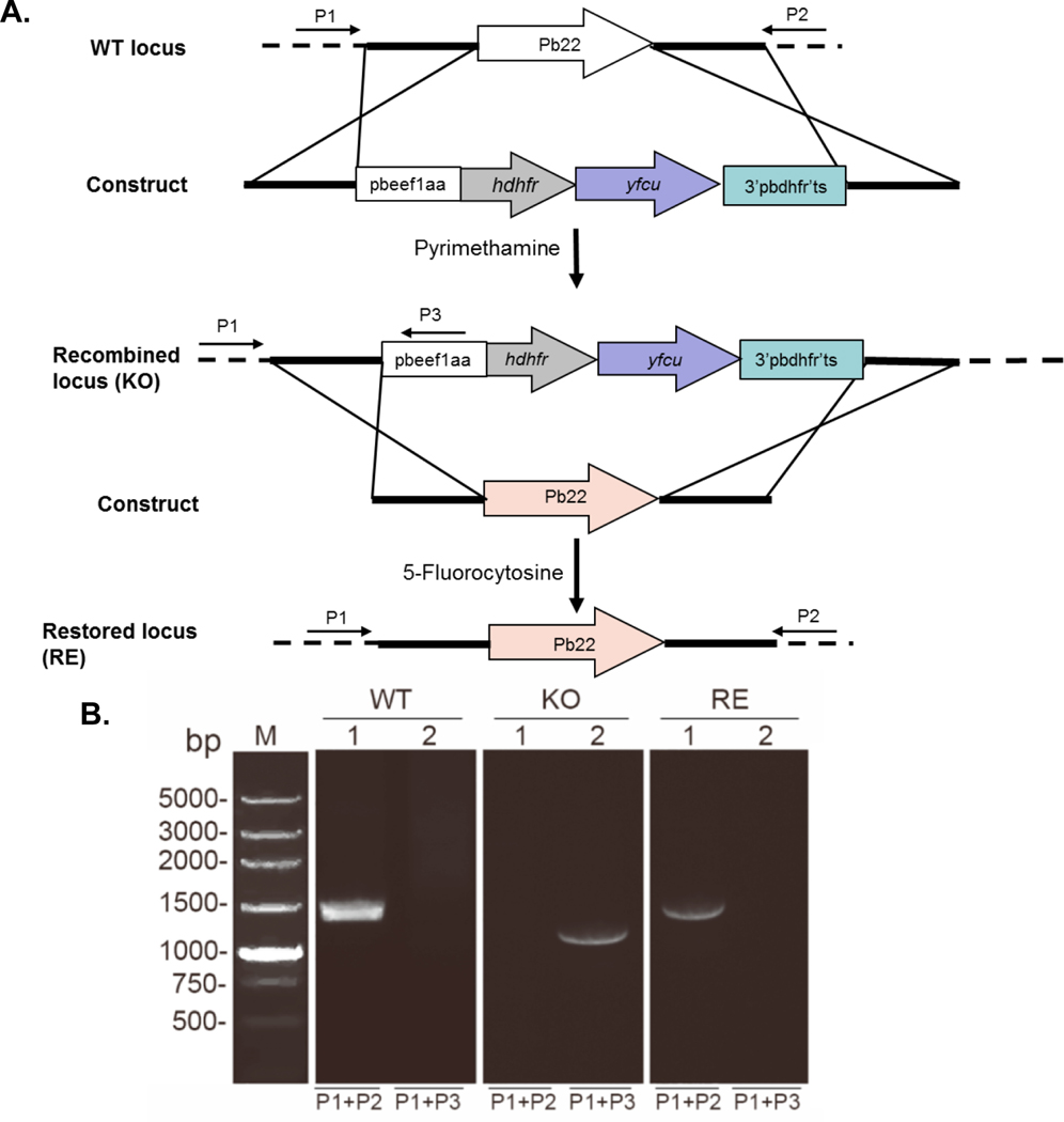 FIGURE 3