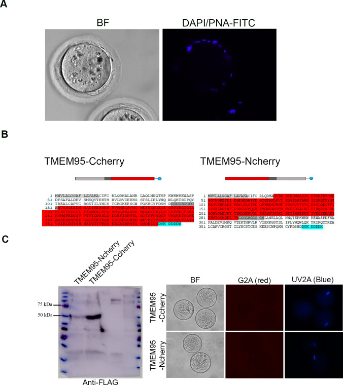 Figure 2—figure supplement 1.