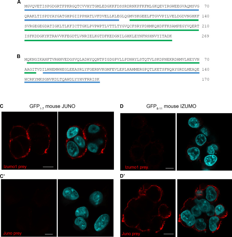 Figure 3—figure supplement 1.