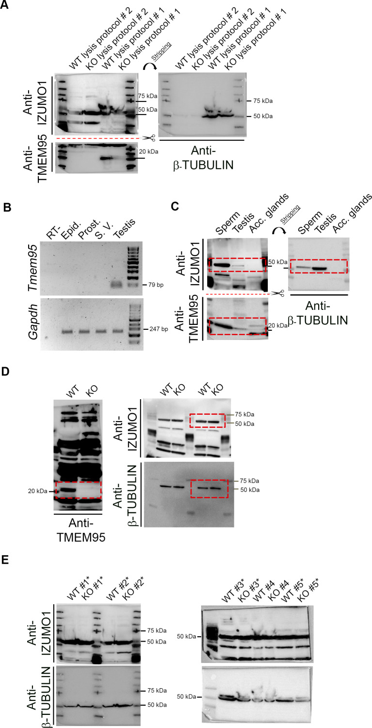 Figure 1—figure supplement 2.