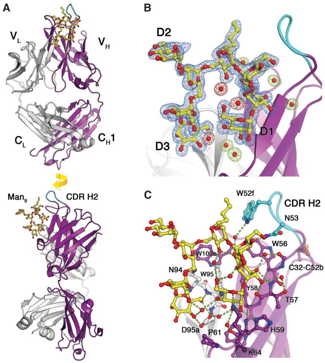 A potent and broad neutralizing antibody recognizes and penetrates the ...