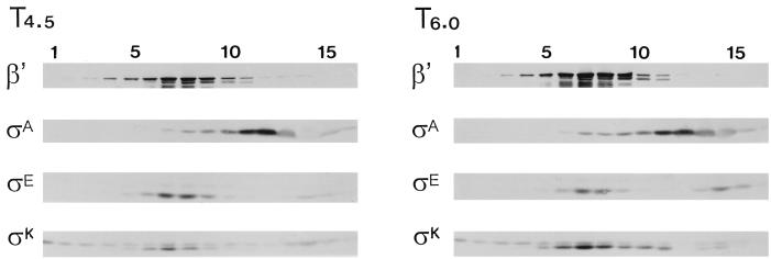 FIG. 5