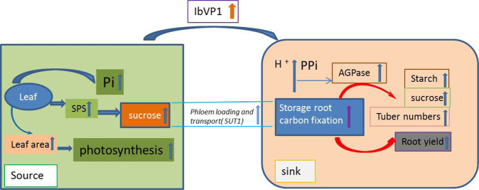 Fig. 8