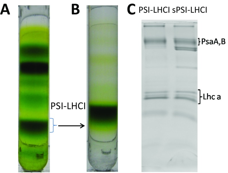 Fig. S1.