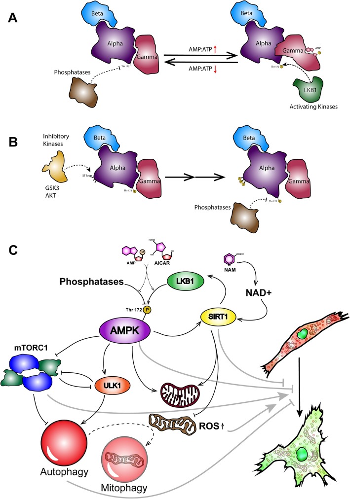 Fig. 6