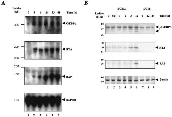 FIG. 6.