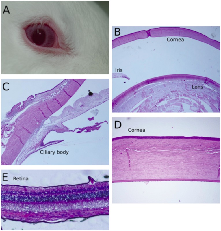 Fig. S4.