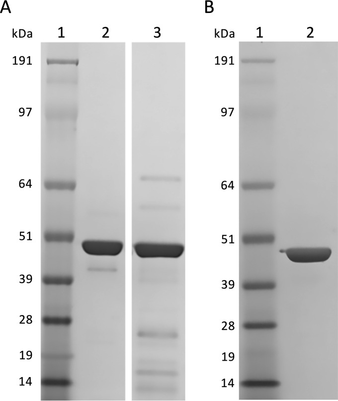 FIG 3