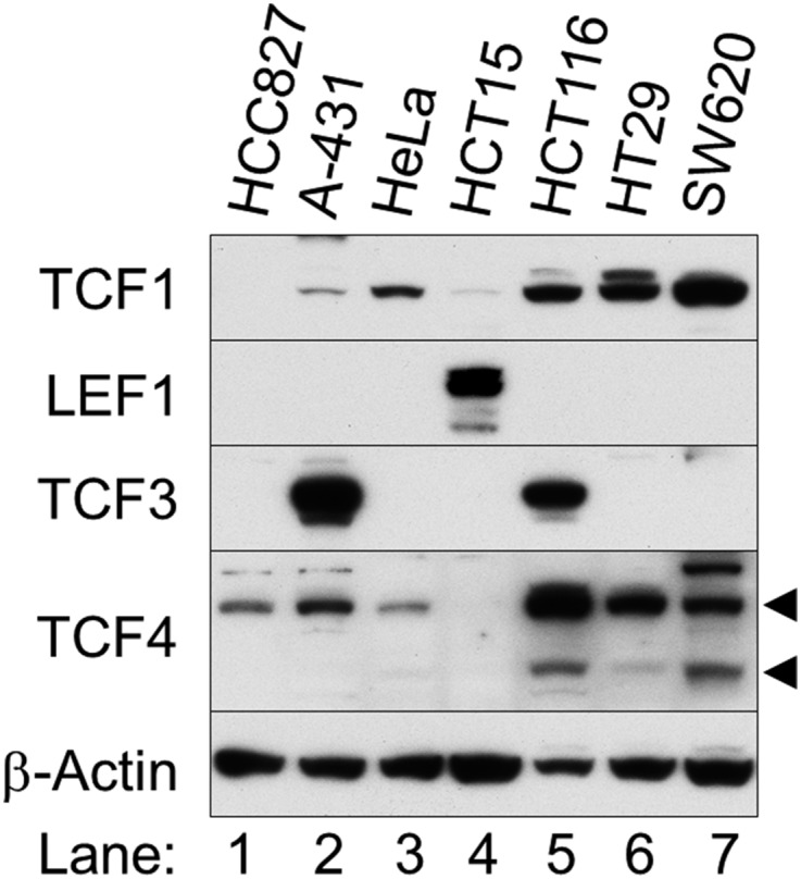 Fig. S9.