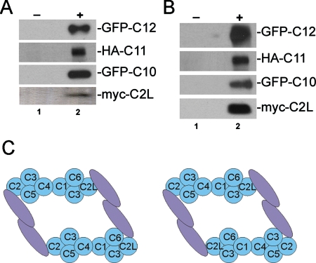 FIGURE 7: