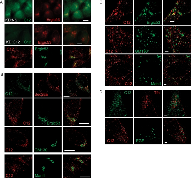 FIGURE 4: