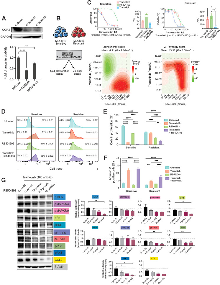 Figure. 5. Targeting CCR2 in combination with trametinib reduced AML cell viability, cell proliferation, and induced apoptosis. A, Immunoblot analysis of CCR2 using trametinib-resistant MOLM13 cells expressing shRNAs for scrambled control and CCR2 (sh#1 and sh#2). GAPDH was used as a loading control (top). An equal number of cells was plated, and the viability of shRNA-transduced cells was determined by an MTS cell viability assay after 72 hours in culture. The data are represented as fold change over scrambled control shRNAs. Statistical significance was determined via the two-way ANOVA. B, The cell proliferation and viability assays performed with MOLM13 trametinib-resistant and sensitive cell lines. C, Drug–response curve of trametinib-sensitive (S) and -resistant (R) MOLM13 cells treated with trametinib (0.004–10 μmol/L) and RS540393 (0.008–20 μmol/L) for 7 days, as determined using the MTS cell viability assay. Significance was calculated using one-way ANOVA with multiple comparisons, where P ≤ 0.05 was considered significant. D, Representative flow cytometry histograms showing levels of cell trace violet in the sensitive and trametinib-resistant MOLM13 cell lines after 48 hours of treatment with either 100 nmol/L trametinib or 2.5 μmol/L RS504393, or their combination. E, Bar graphs of data in D, representing the percentage of proliferating cells compared with untreated control in respective cell lines. Data are plotted as mean ± SEM. Significance as calculated using the two-way ANOVA. The data are representative of three independent experiments. F, Representative plots of Annexin V and 7-AAD staining from trametinib-sensitive (S) and -resistant (R) MOLM13 cells treated with 100 nmol/L trametinib or 2.5 μmol/L RS504393 or a combination of both for 72 hours. Significance was calculated using the two-way ANOVA. The data are representative of three independent experiments. G, Immunoblot analysis of the trametinib-resistant line treated with trametinib (100 nmol/L) in combination with RS504393 across the indicated concentrations (left). Relative band densities of immunoblots (right) were measured using ImageJ, normalized to β-actin and represented relative to DMSO-only treatment control, which is shown as a dashed line. *, P ≤ 0.05; **, P ≤ 0.01; ***, P ≤ 0.001; ****, P ≤ 0.0001.