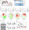 Figure. 4. Targeting PI3K/AKT, MAPK, or cell-cycle pathways overcomes drug resistance mediated by CCL2. A, Boxplots with AUC values from ex vivo drug response curves for trametinib or the indicated agent alone and in combination with trametinib for indicated drugs for AML patient samples from the Beat AML dataset. B, Unsupervised clustering analyses of the data from A. C, Top: Comparisons of drug–response curves of MOLM13 trametinib-resistant cells treated with trametinib, tested as single agents or in combination with palbociclib, JNKi, dasatinib, and idelalisib with a dose gradient of 0.004 to 10 μmol/L, and their respective AUC. Statistical significance was determined using the one-way ANOVA. Bottom: Analyses of corresponding synergy matrix with red indicating synergistic action calculated using SynergyFinder. D, Immunoblot analysis of the trametinib-resistant MOLM13 cell line treated with trametinib (100 nmol/L) alone or in combination with palbociclib (5 μmol/L), JNKi (5 μmol/L), dasatinib (5 μmol/L), and idelalisib (5 μmol/L) as indicated. Relative band intensities from three independent experiments were measured with ImageJ, normalized to β-actin, and represented relative to DMSO-only treatment control, which is represented as a dashed line. E, Pathways targeted by specific small-molecule inhibitors used in A–D, in combination with trametinib, which were found activated in trametinib-resistant AML cells downstream of CCL2. *, P ≤ 0.05; **, P ≤ 0.01; ***, P ≤ 0.001; ****, P ≤ 0.0001.