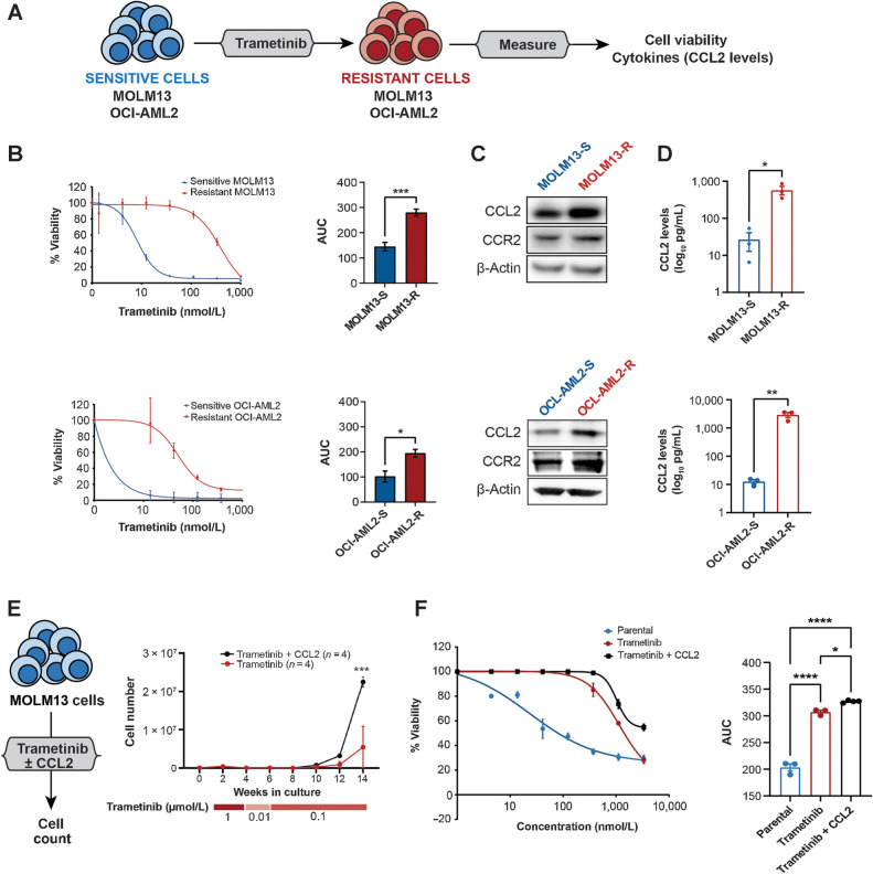 Figure 2. Increased CCL2 levels are associated with trametinib resistance in AML. A, The generation of trametinib-resistant MOLM13 and OCI-AML2 cell lines. These AML cell lines were made resistant to trametinib by culturing the cells in gradually increasing concentrations of trametinib starting over 12 weeks as described in methods and maintained in trametinib by replacing media twice weekly. B, Viability of trametinib-sensitive (S) and -resistant (R) MOLM13 and OCI-AML2 cells across the indicated concentrations of trametinib as measured by colorimetric cell viability (MTS) assay (left) and their AUC (right). The data are shown as mean ± SEM from three technical replicates, representative of at least three independent experiments. Significance is determined using two-tailed Student t test. C, Representative immunoblots from trametinib-sensitive (S) and -resistant (R) MOLM13 and OCI-AML2 cells probed for CCL2 and CCR2. β-Actin was used as a loading control. D, Levels of CCL2 from the supernatant of sensitive and resistant MOLM13 and OCI-AML2 cells are shown as a log10 scale expressed as pg/mL. Mean values from three independent experiments are shown with significance calculated by the unpaired two-tailed Student t test. E, MOLM13 trametinib-sensitive AML cell lines cultured with trametinib (0.01–1 μmol/L) ± CCL2 (10 ng/mL) for 14 weeks (n = 4). The media was replaced with fresh trametinib and CCL2 twice weekly. Once resistance was established, resistant cell lines were maintained in 100 nmol/L trametinib ± CCL2. Total viable cell numbers over 14 weeks in culture are represented. Significance was determined using the two-way ANOVA. F, Cell viability of trametinib-sensitive (parental) and -resistant MOLM13 cells cultured ± CCL2 from Fig. 2E treated with the indicated concentrations of trametinib as measured using the MTS assay (left) and AUC (right). The data are shown as mean ± SEM from three technical replicates; representative of three independent experiments; significance determined by the one-way ANOVA. *, P ≤ 0.05; **, P ≤ 0.01; ***, P ≤ 0.001; ****, P ≤ 0.0001.