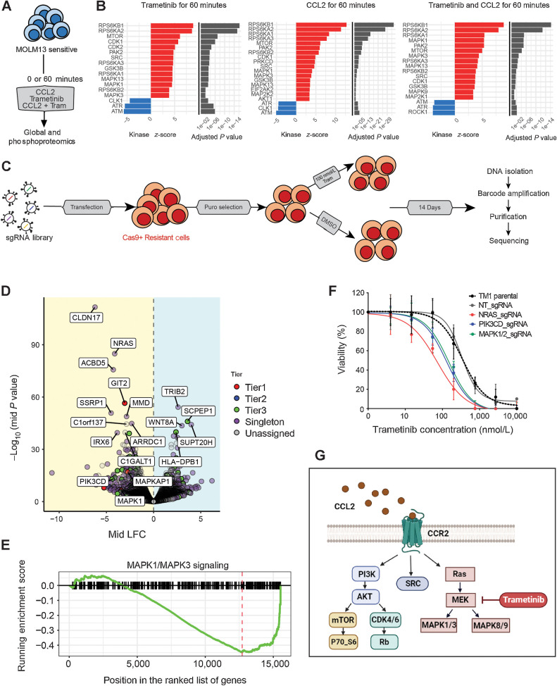 Figure. 3. CCL2 or trametinib exposure activated prosurvival pathways in parental and trametinib-resistant AML cells. A, MOLM13 parental cells and treatment conditions used for phospho- and global proteomics. B, Kinase-substrate enrichment analysis (KSEA) of the enriched substrates for indicated kinases (P < 0.05) from the AML cells upon 60 minutes of trametinib, CCL2, or combination treatments. Red bars indicate increased activity for phosphokinases and blue bars indicate reduced activity relative to parental trametinib-sensitive MOLM13. C, Workflow of genome-wide CRISPR-Cas9 resensitization screen. Cas9 expressing MOLM13 trametinib-resistant cell line, cultured with CCL2, generated as described in Fig. 2E was transduced with the genome-wide CRISPR library. After puromycin selection, cells were treated with 100 nmol/L trametinib or DMSO for 14 days followed by DNA extraction and PCR amplification of the sgRNA barcodes. The resulting PCR library was subjected to NGS sequencing, and the data were analyzed for depleted and enriched sgRNA in trametinib-treated versus DMSO controls. D, Volcano plot of differential enrichment of sgRNA in trametinib-treated (100 nmol/L) versus DMSO-treated control AML cells, analyzed at day 14 of drug exposure. Mid log-fold change versus P values expressed as (−log10) are plotted with colors denoting the tiers associated with the ranking system for genes based on the statistically significant changes in guide numbers and guide/gene representation. E, Enrichment score plot for the MAPK1/3 signature that is significantly enriched in depleted sgRNA in trametinib-treated versus DMSO control (F) MOLM13 trametinib-resistant cells were transduced with sgRNA targeting MAPK1/2, NRAS, and PIK3CD genes and a nontargeting (NT) control. Viability was calculated using the indicated trametinib concentrations measured after 72 hours of treatment using an MTS assay. Representative of two independent experiments with consistent results using sgRNA to knockout each target gene. G, Pathways with altered protein levels downstream of CCL2 that can be combinatorically targeted with trametinib to mitigate AML cell survival and overcome trametinib resistance.