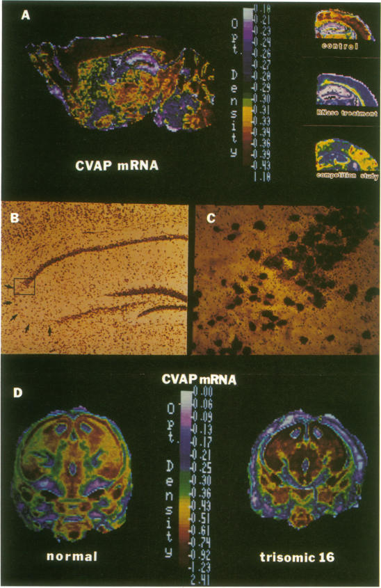 graphic file with name pnas00262-0368-a.jpg