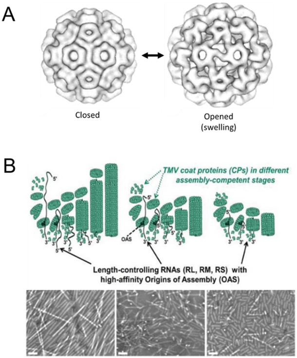 Figure 2: