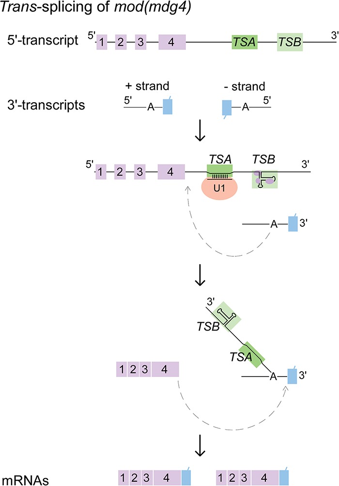 Figure 7.