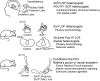 Graphical Abstract