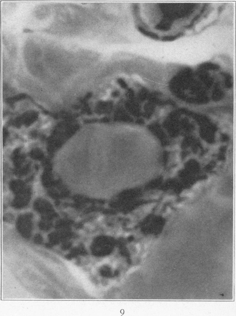 Fig. 9