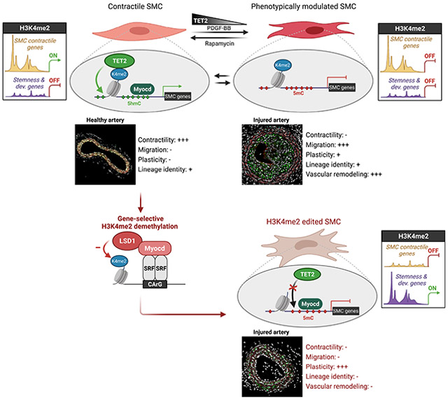 graphic file with name nihms-1739292-f0001.jpg