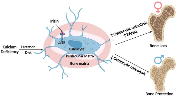 Fig 8: