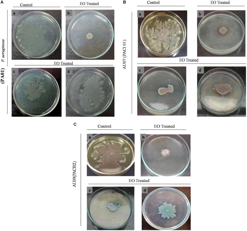 FIGURE 12