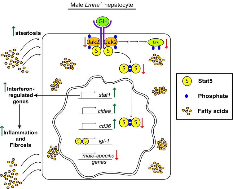 Figure 13