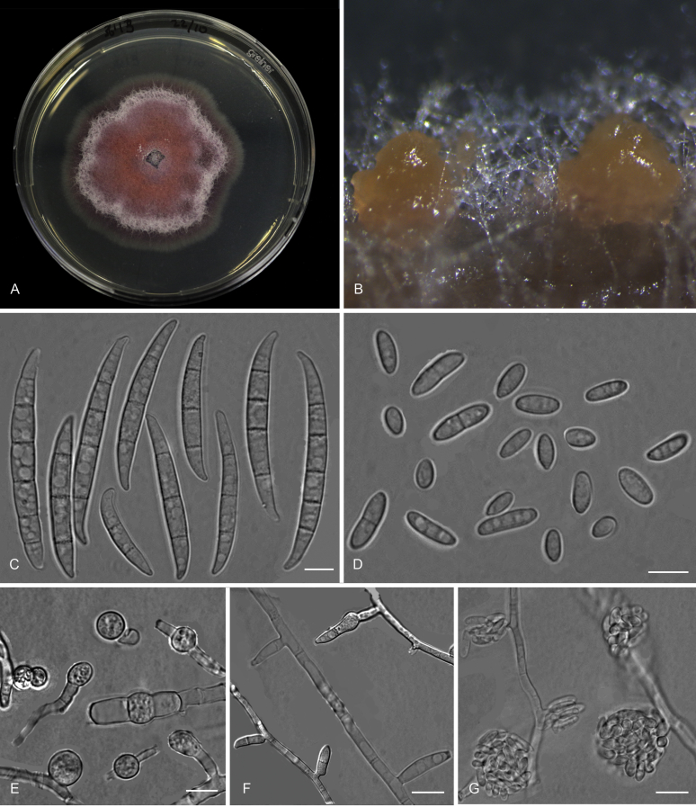 Fig. 16