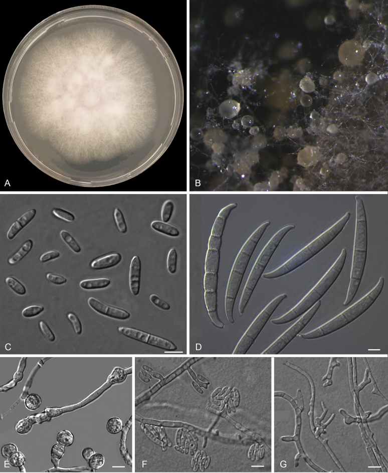 Fig. 15